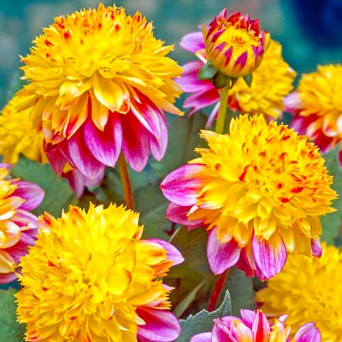 Георгина Буги Вуги изображение 1 артикул 76046