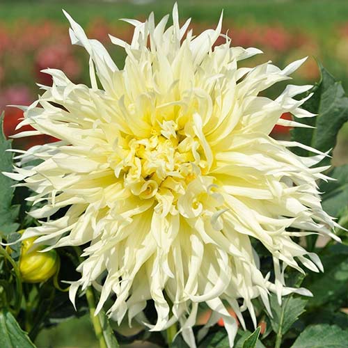 Георгина Цуки-Йори-Но-Шиша артикул фото 1 Георгина Цуки-Йори-Но-Шиша изображение 1 артикул 76528