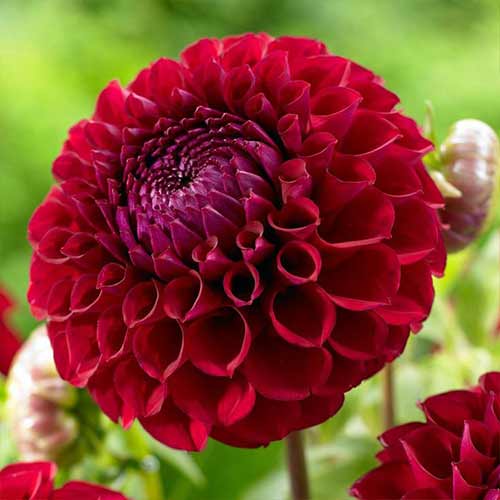 Георгина Дарк Спирит изображение 1 артикул 76414