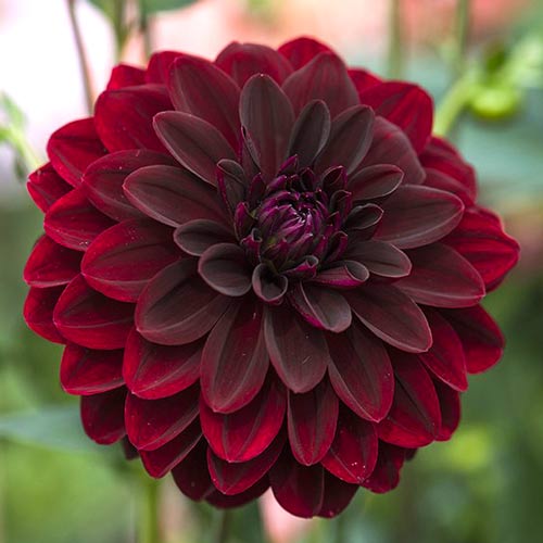 Георгина Арабиан Найт изображение 1 артикул 76407