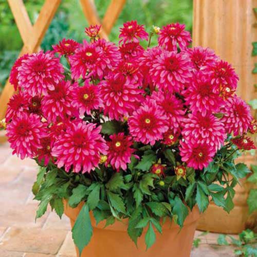 Георгина Чики Глоу изображение 1 артикул 76047