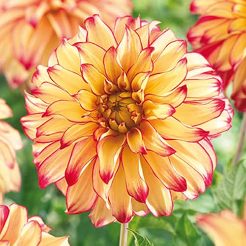 Георгина Леди Дарлин изображение 1 артикул 70377