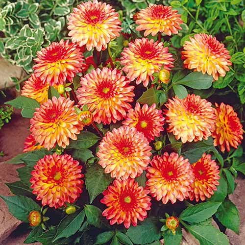 Георгина Делайтинг Глоу изображение 1 артикул 76566