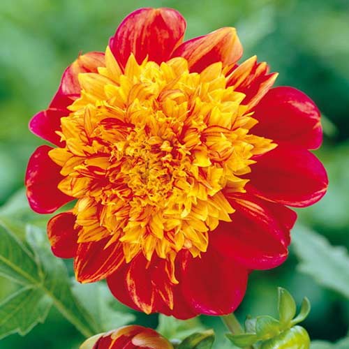 Георгина Джайв изображение 1 артикул 76564