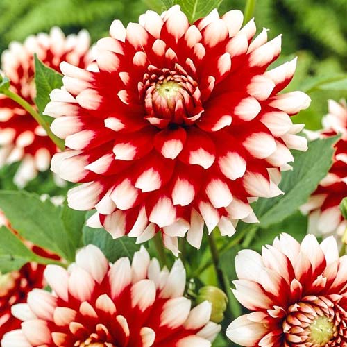 Георгина Дуэт изображение 1 артикул 76049