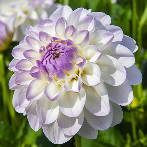 Георгина Эвелин изображение 1 артикул 76583