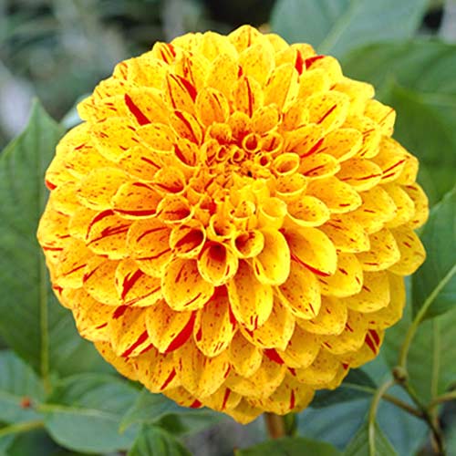 Георгина Фанни Фейс изображение 1 артикул 70483