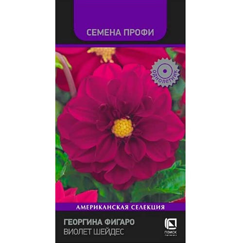 Георгина Фигаро Виолет Шейдес, семена изображение 1 артикул 92944