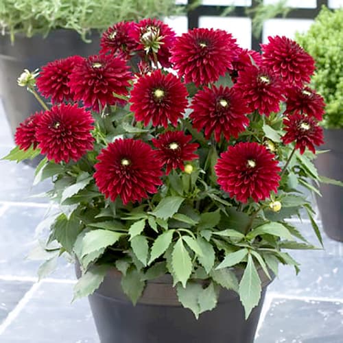 Георгина Фриволоус Глоу артикул фото 1 Георгина Фриволоус Глоу изображение 1 артикул 76050