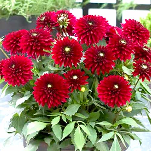 Георгина Фриволоуc Глоу изображение 1 артикул 70372