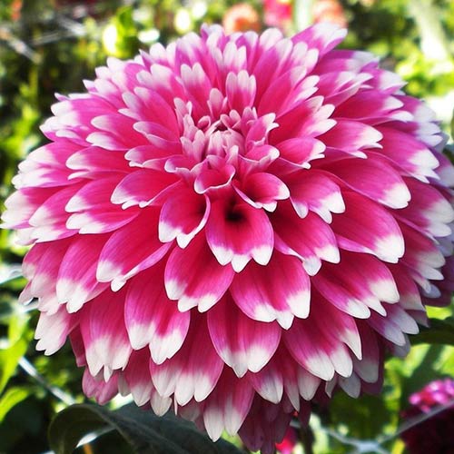 Георгина Фуззи Вуззи изображение 1 артикул 76580