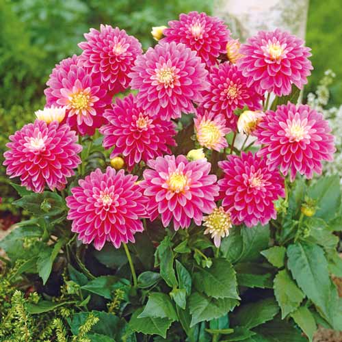 Георгина Геллери Рембрандт изображение 1 артикул 76209