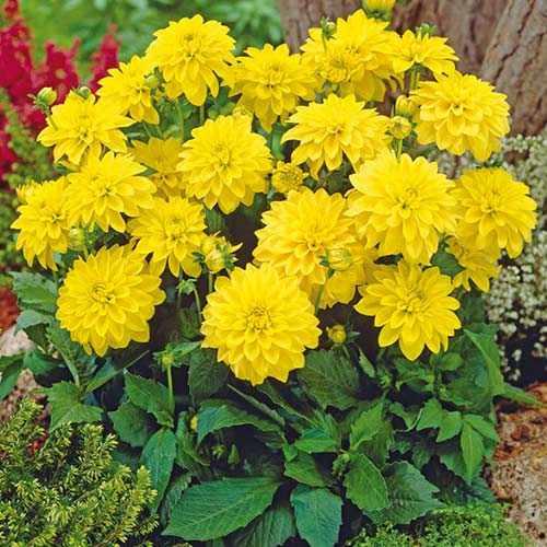 Георгина Геллери Сезанн изображение 1 артикул 76562