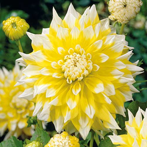 Георгина Гранд Прикс изображение 1 артикул 70373