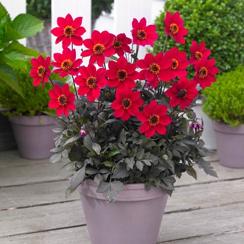 Георгина Хэппи Дейс Черри Ред изображение 1 артикул 76210