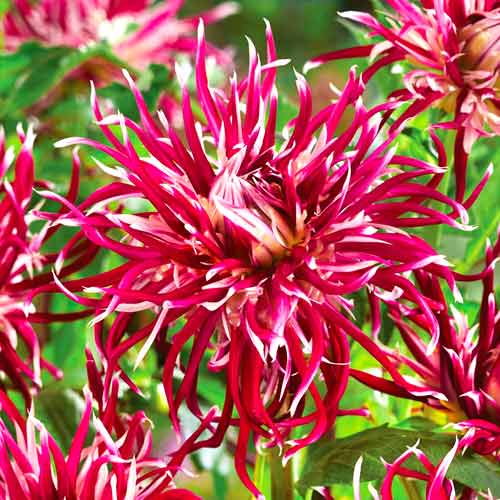 Георгина Холлихил Спайдер Вумен изображение 1 артикул 70375