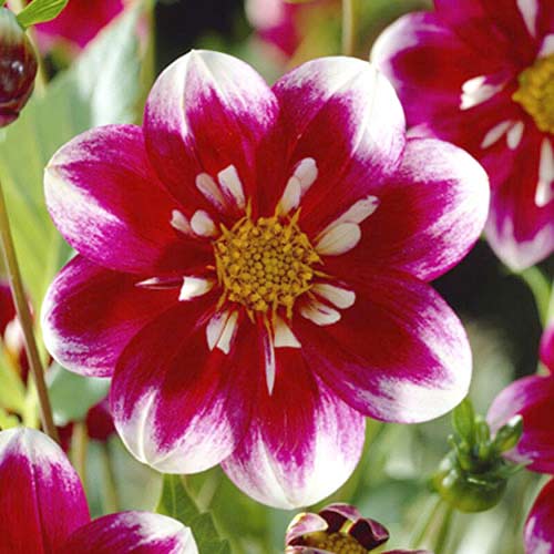 Георгина Импрешн Фабала изображение 1 артикул 70376