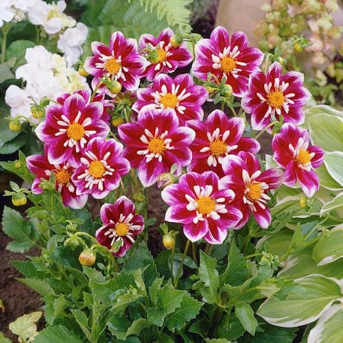 Георгина Импрешн Фабула изображение 1 артикул 76052