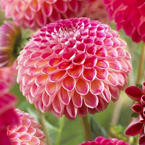 Георгина Кенора Файербол изображение 1 артикул 76525