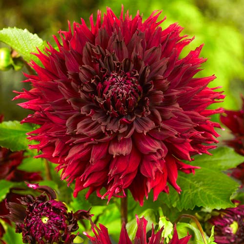 Георгина Кенора Макоп-Б изображение 1 артикул 76420