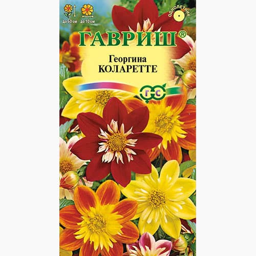 Георгина Коларетте Гавриш изображение 1 артикул 97663