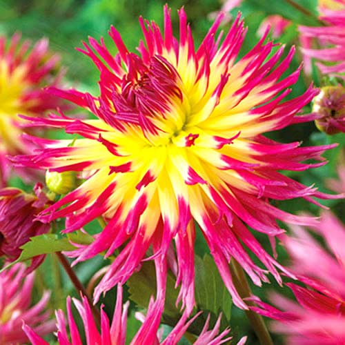 Георгина Линдси Мишель изображение 1 артикул 70378