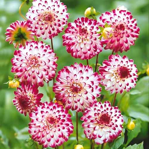 Георгина Литтл Роберт изображение 1 артикул 76422