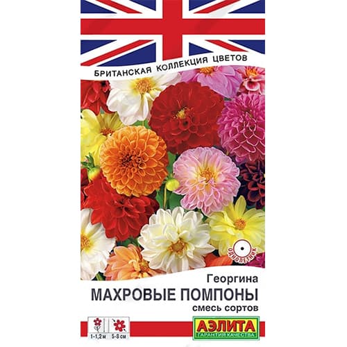 Георгина Махровые помпоны, смесь окрасок Аэлита артикул фото 1 Георгина Махровые помпоны, смесь окрасок Аэлита изображение 1 артикул 40334