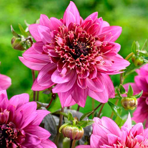 Георгина Мамбо изображение 1 артикул 76214