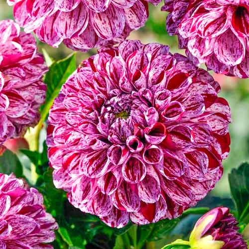 Георгина Марбл Болл изображение 1 артикул 76215