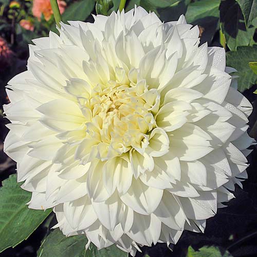 Георгина Майама Фубуки изображение 1 артикул 76216