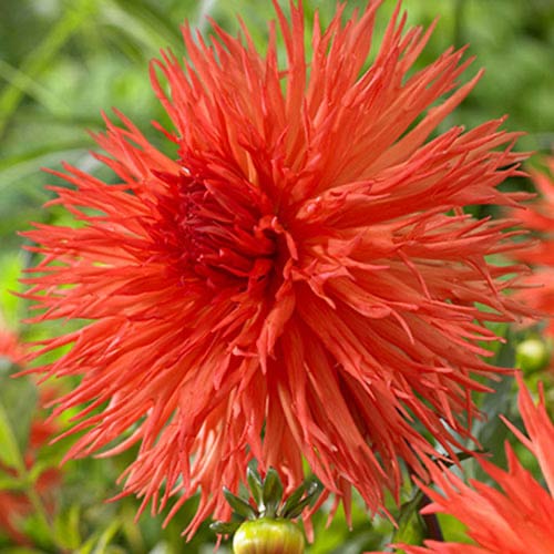 Георгина Мелз Оранж Мармелад артикул фото 1 Георгина Мелз Оранж Мармелад изображение 1 артикул 70374