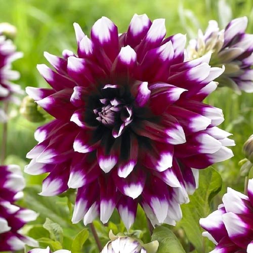 Георгина Мистери Дей артикул фото 1 Георгина Мистери Дей изображение 1 артикул 76425