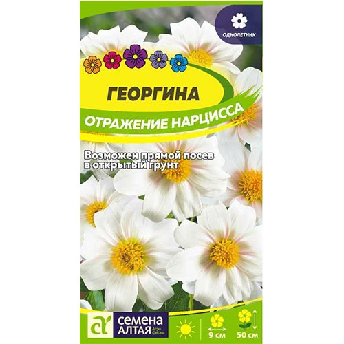 Георгина Отражение нарцисса, семена изображение 1 артикул 94161