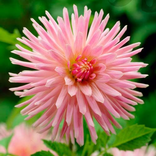 Георгина Парк Принцесс изображение 1 артикул 76426