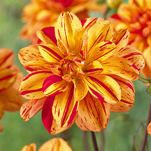 Георгина Пазолини изображение 1 артикул 70380