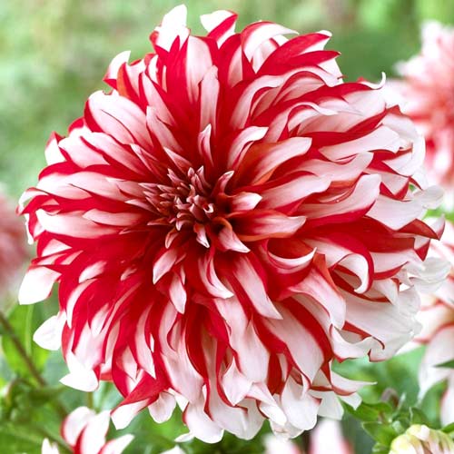 Георгина Пенни Лейн изображение 1 артикул 76217