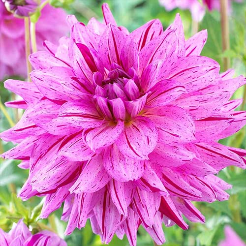 Георгина Пэйнтед Герл изображение 1 артикул 76574