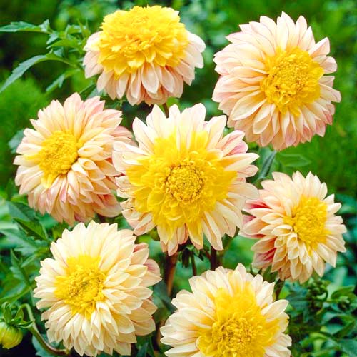 Георгина Полька изображение 1 артикул 76218