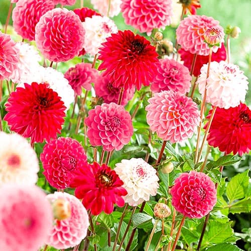 Георгина Помпон Пинк, микс изображение 1 артикул 76433