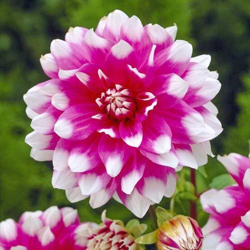 Георгина Прайслесс Пинк изображение 1 артикул 76572