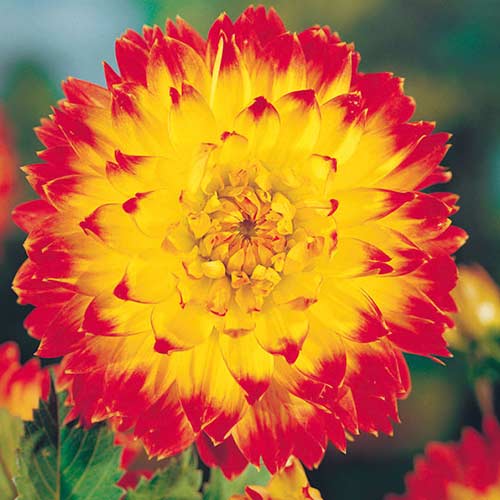 Георгина Процион изображение 1 артикул 76573