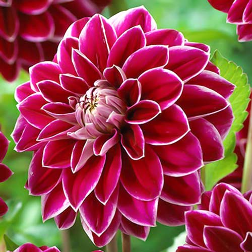 Георгина Пурпл Перл изображение 1 артикул 76056