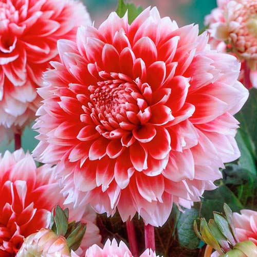 Георгина Ред энд Вайт Фубуки артикул фото 1 Георгина Ред энд Вайт Фубуки изображение 1 артикул 76220