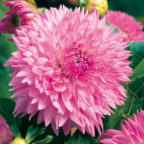 Георгина Сакура Фубуки изображение 1 артикул 76221