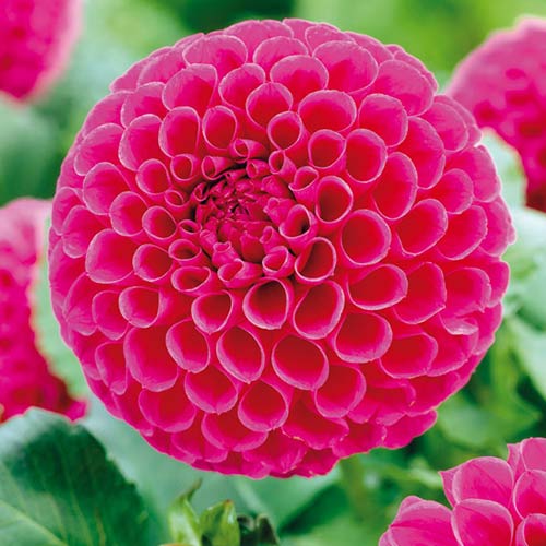 Георгина Сандра изображение 1 артикул 76576