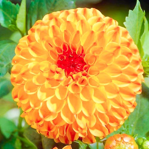 Георгина Санни Бой изображение 1 артикул 76429