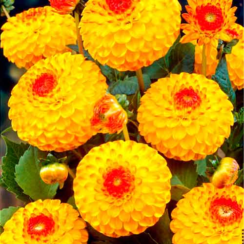 Георгина Санни Бой изображение 2 артикул 76429