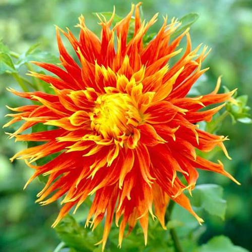 Георгина Шоу Энд Телл изображение 1 артикул 76582