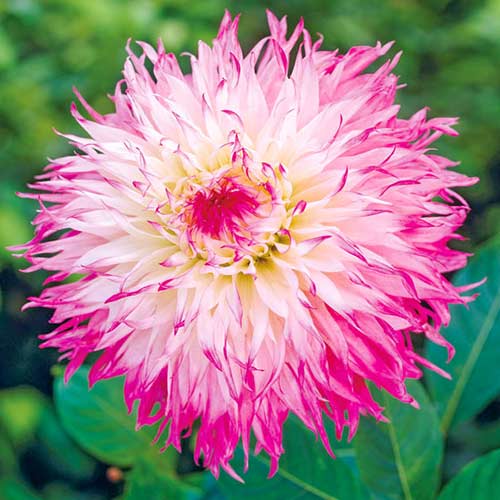 Георгина Снохо Диана изображение 1 артикул 76578